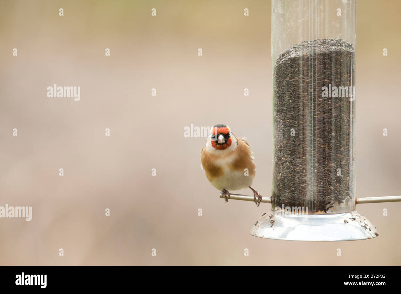 Goldfinch perched on garden nyger seed feeder Stock Photo