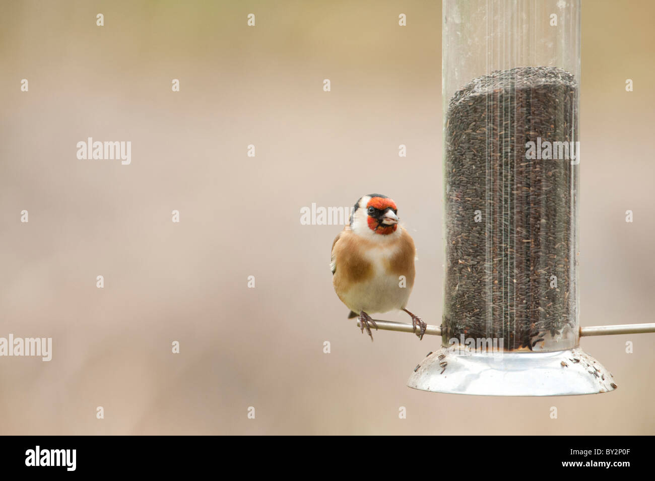 Goldfinch perched on garden nyger seed feeder Stock Photo