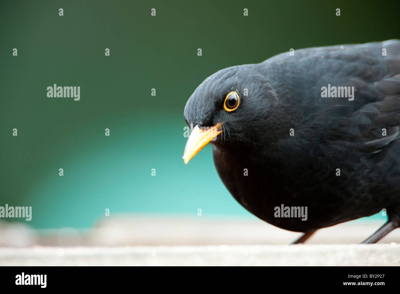 Curious male blackbird on garden bird table Stock Photo