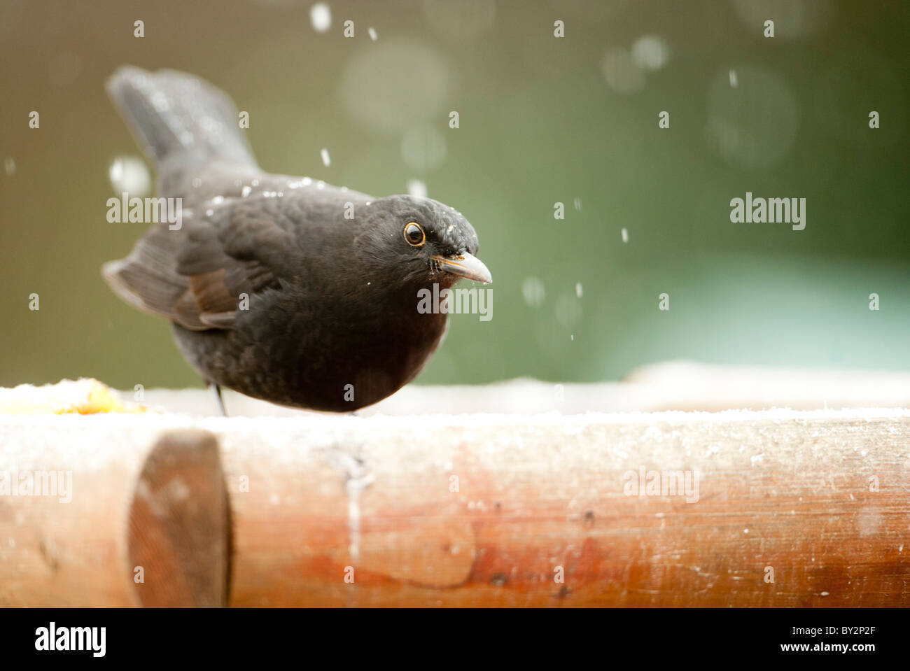 Curious blackbird on snowy garden bird table Stock Photo