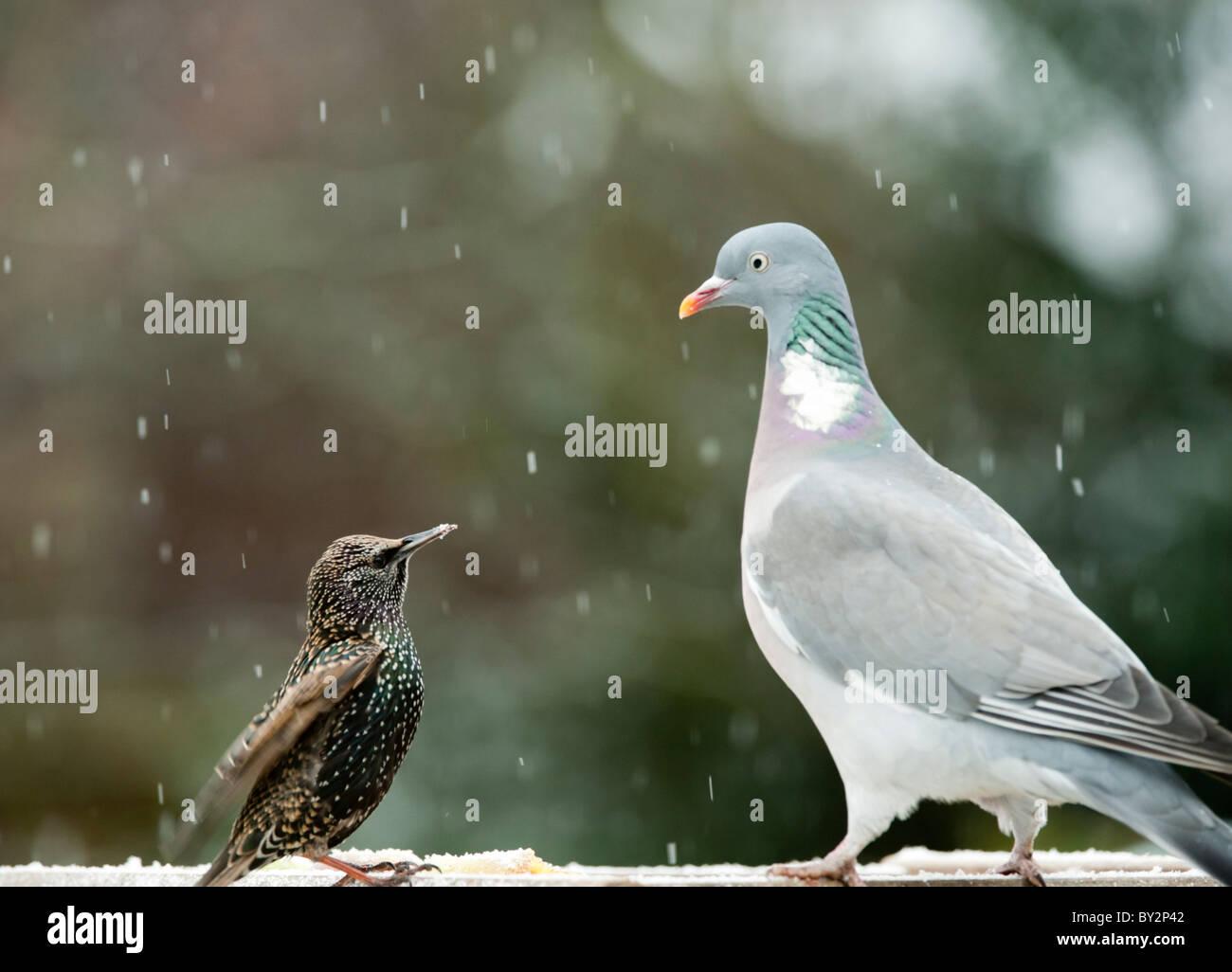 Funny pigeon hi-res stock photography and images - Alamy