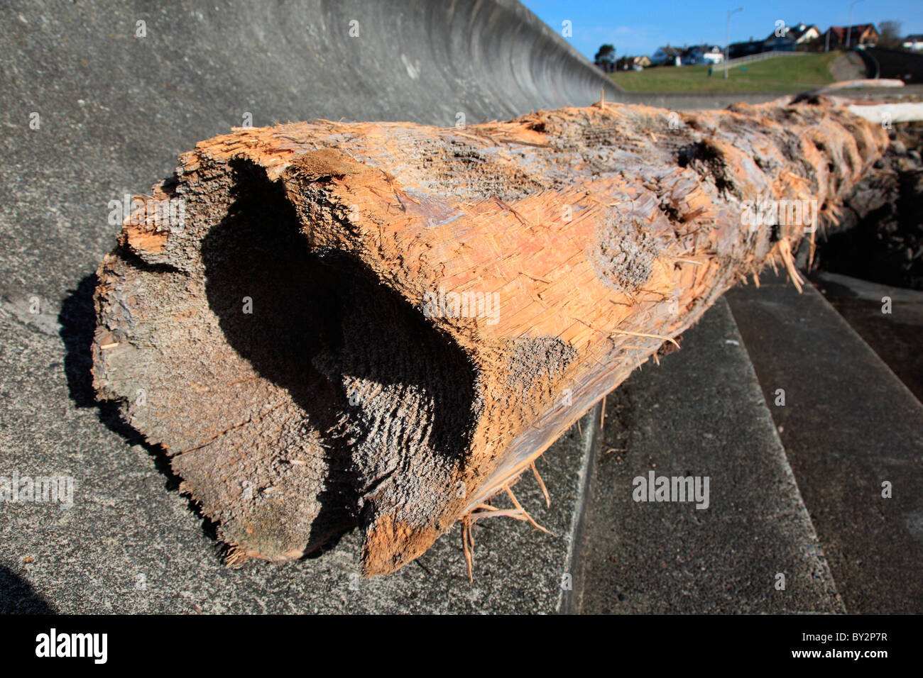 driftwood Stock Photo
