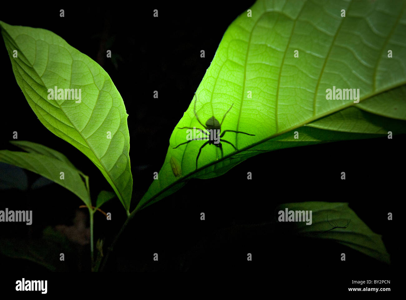 A very large Spider sits on a leaf during the night in amazon ...