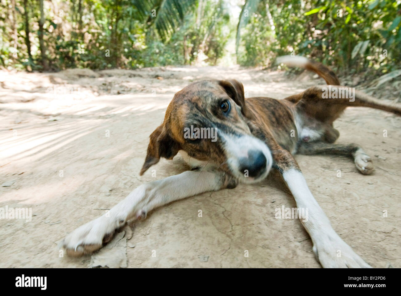 Page 10 - Dog Belly Not Pregnant High Resolution Stock Photography and  Images - Alamy