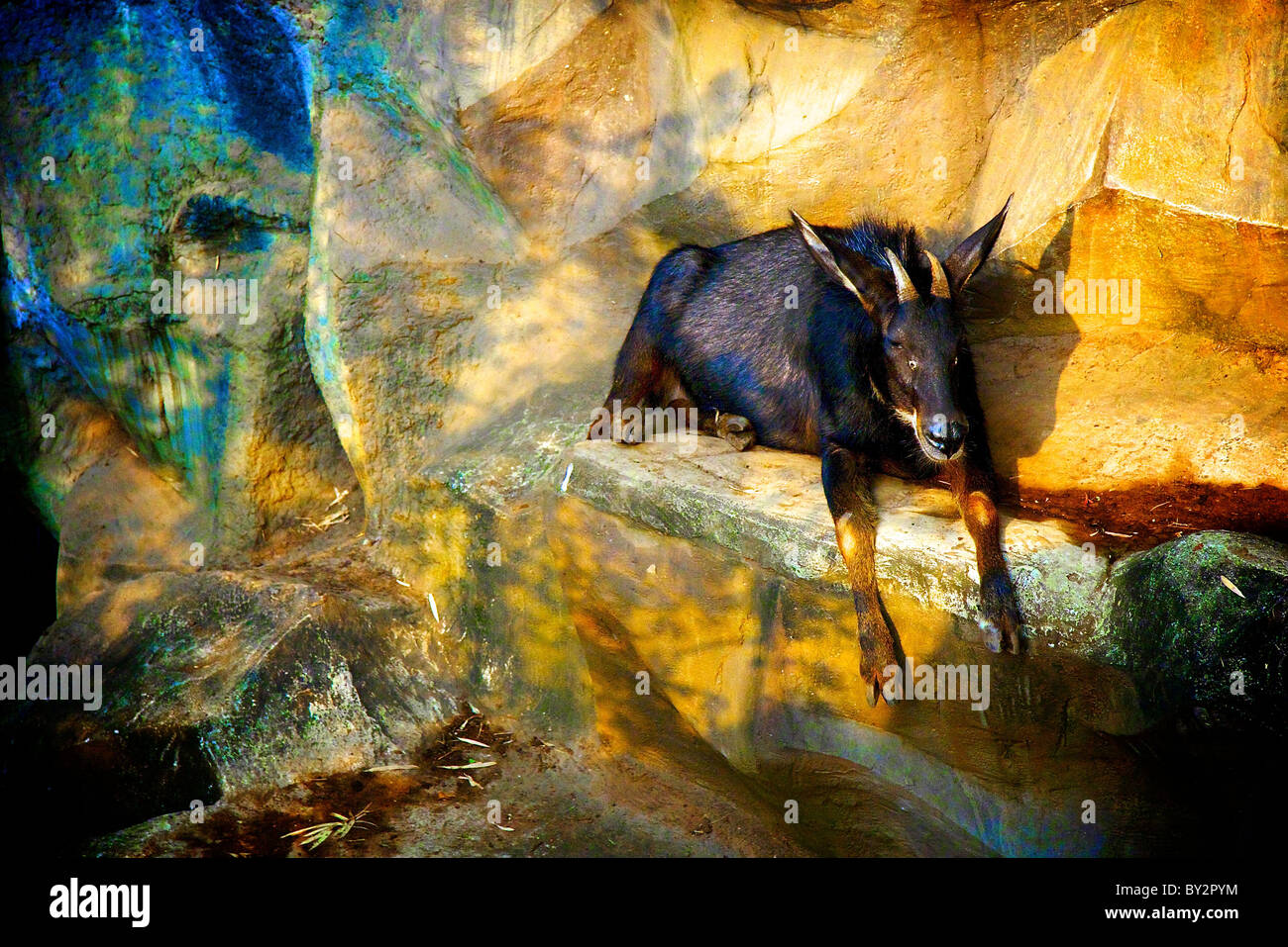 goat taking sun bath Stock Photo Alamy