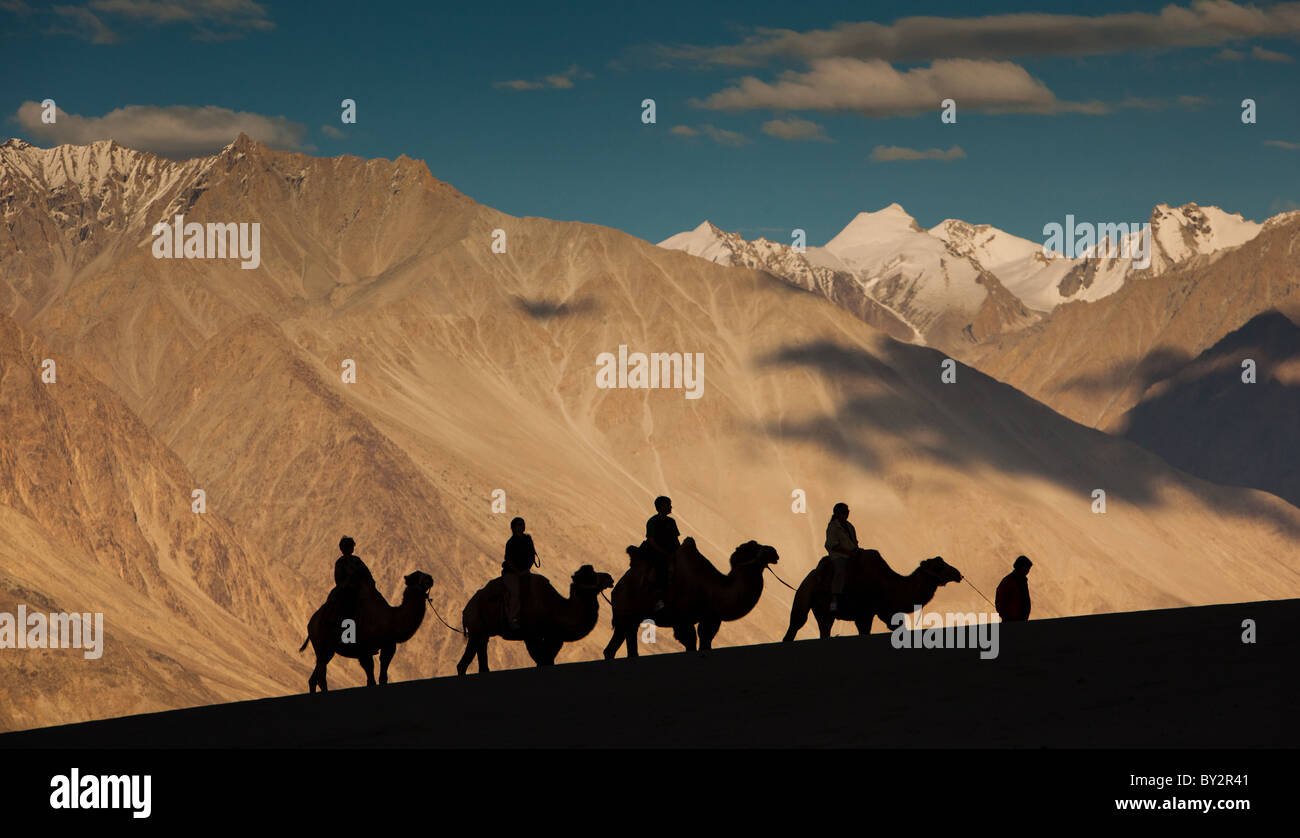 The Tourists ride the camels at Nubra Valley, Leh Ladakh, India. Stock Photo