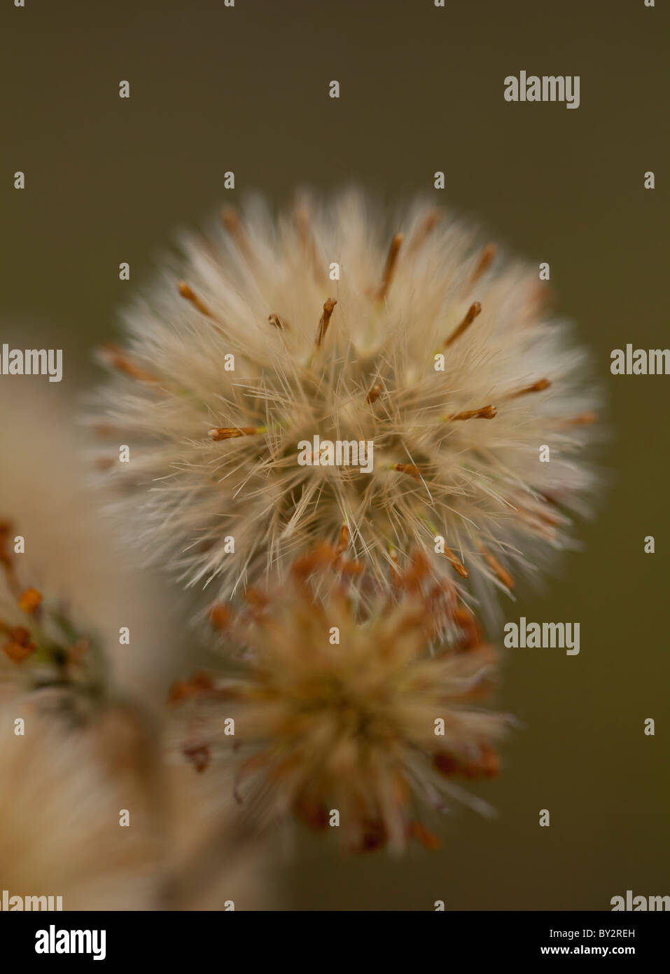 Close up of a dried wild flower about to give off her seed. Stock Photo