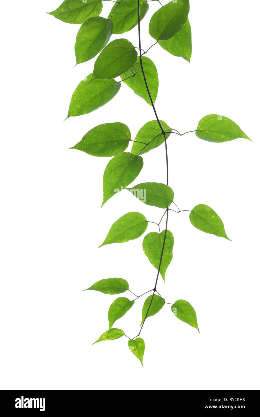 Green leaves isolated on white background Stock Photo - Alamy