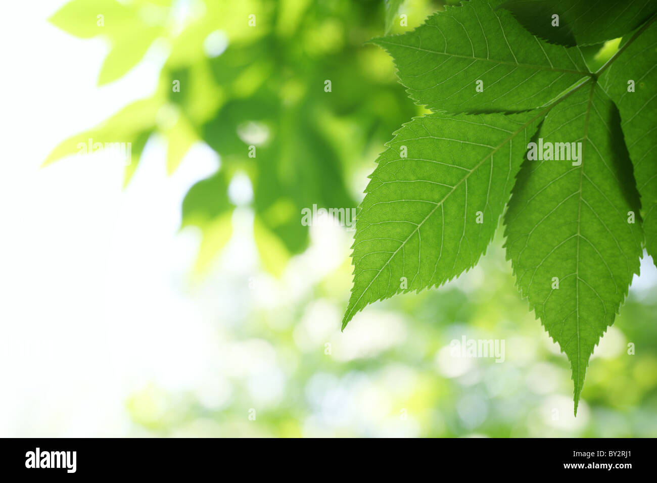 Fresh green leaves for use as background Stock Photo - Alamy