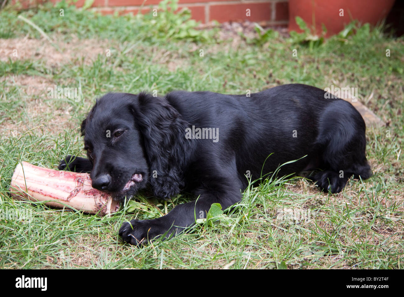 Are Bones Easily Digested By A American Cocker Spaniel