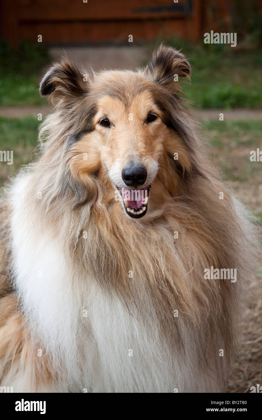 Rough Collie, lassie, Dog Stock Photo - Alamy