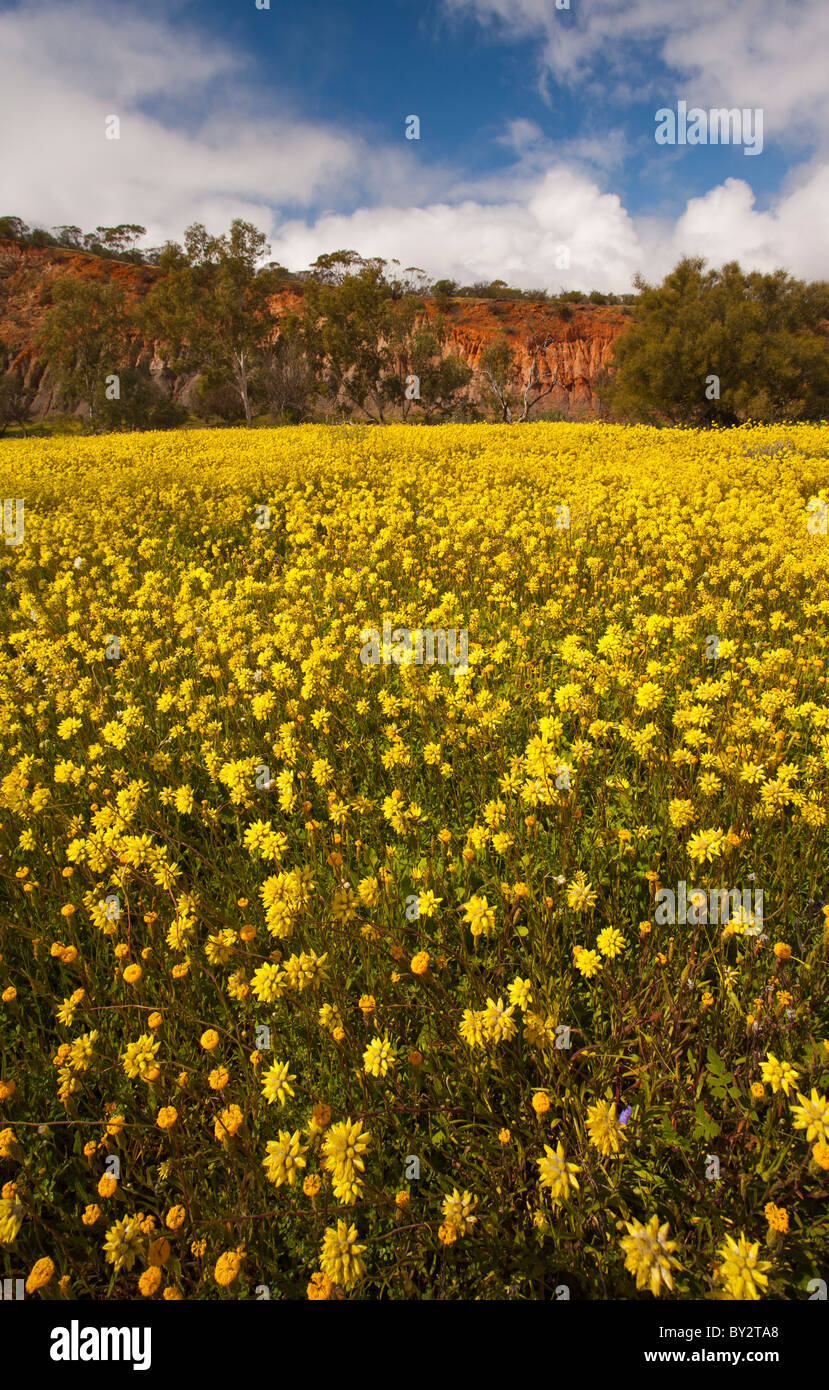 Carpet of yellow wildflowers in Coalseam Conservation Park, Mullewa, Western Australia Stock Photo