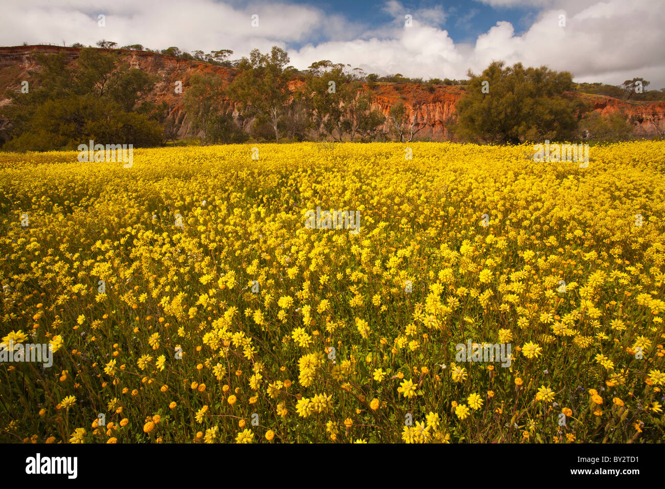 Carpet of yellow wildflowers in Coalseam Conservation Park, Mullewa, Western Australia Stock Photo