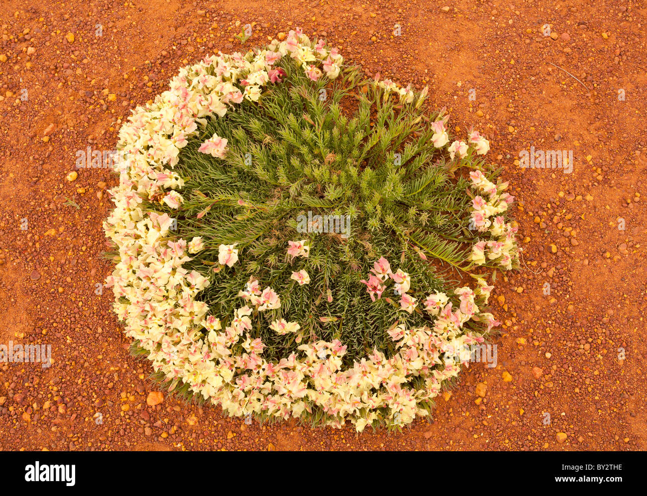 Wreath flower (Lechenaultia macrantha) near Coalseam Conservation Park, Mullewa, Western Australia Stock Photo