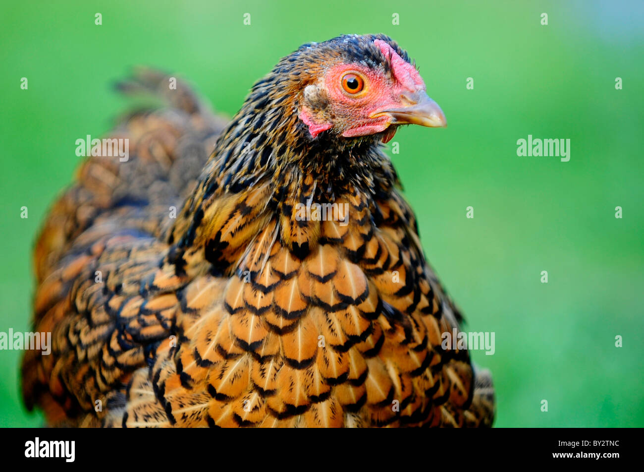 Wyandotte chickens hi-res stock photography and images - Alamy