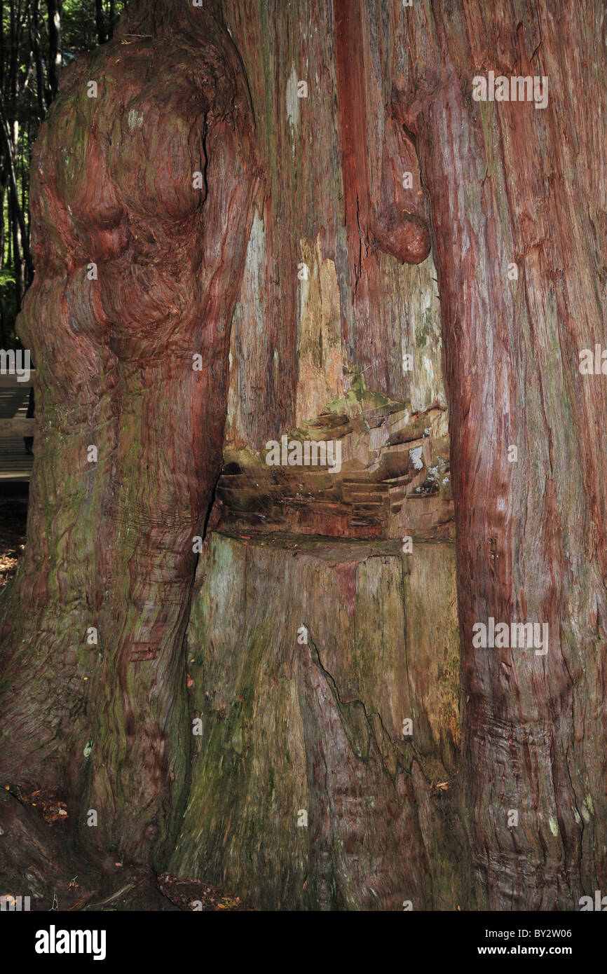 Close up of shingle cut-marks in the giant trunk of an Alerce 'Southern Redwood' tree, Puerto Blest, Andes, Argentina Stock Photo