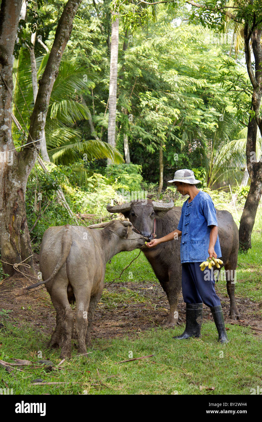 A farmer feeds a water buffalo (Bubalus bubalis) and her calf at the organic farm on the Ta Chine River in Nakhon Pathom Stock Photo