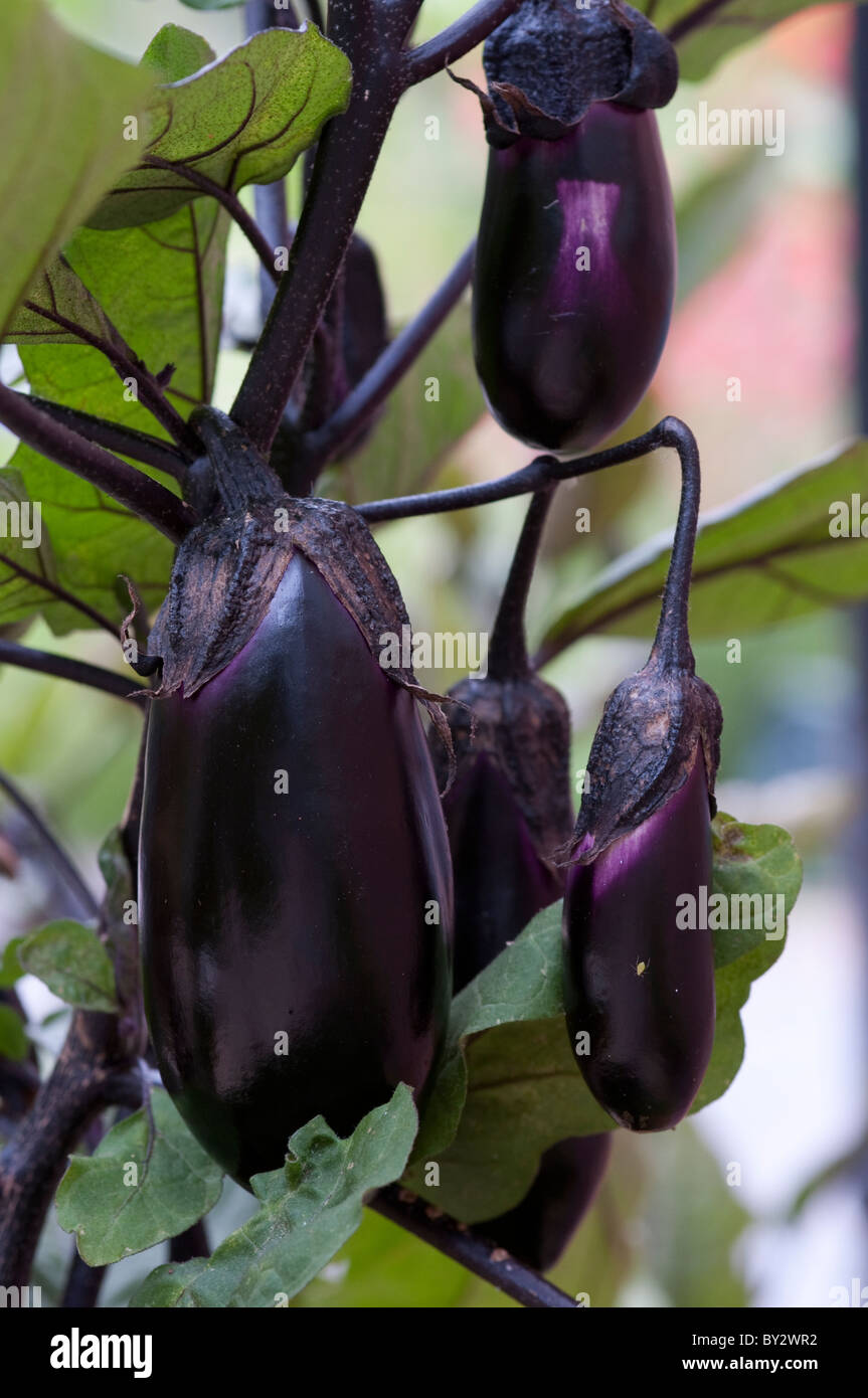 Homegrown Aubergine plant Stock Photo Alamy