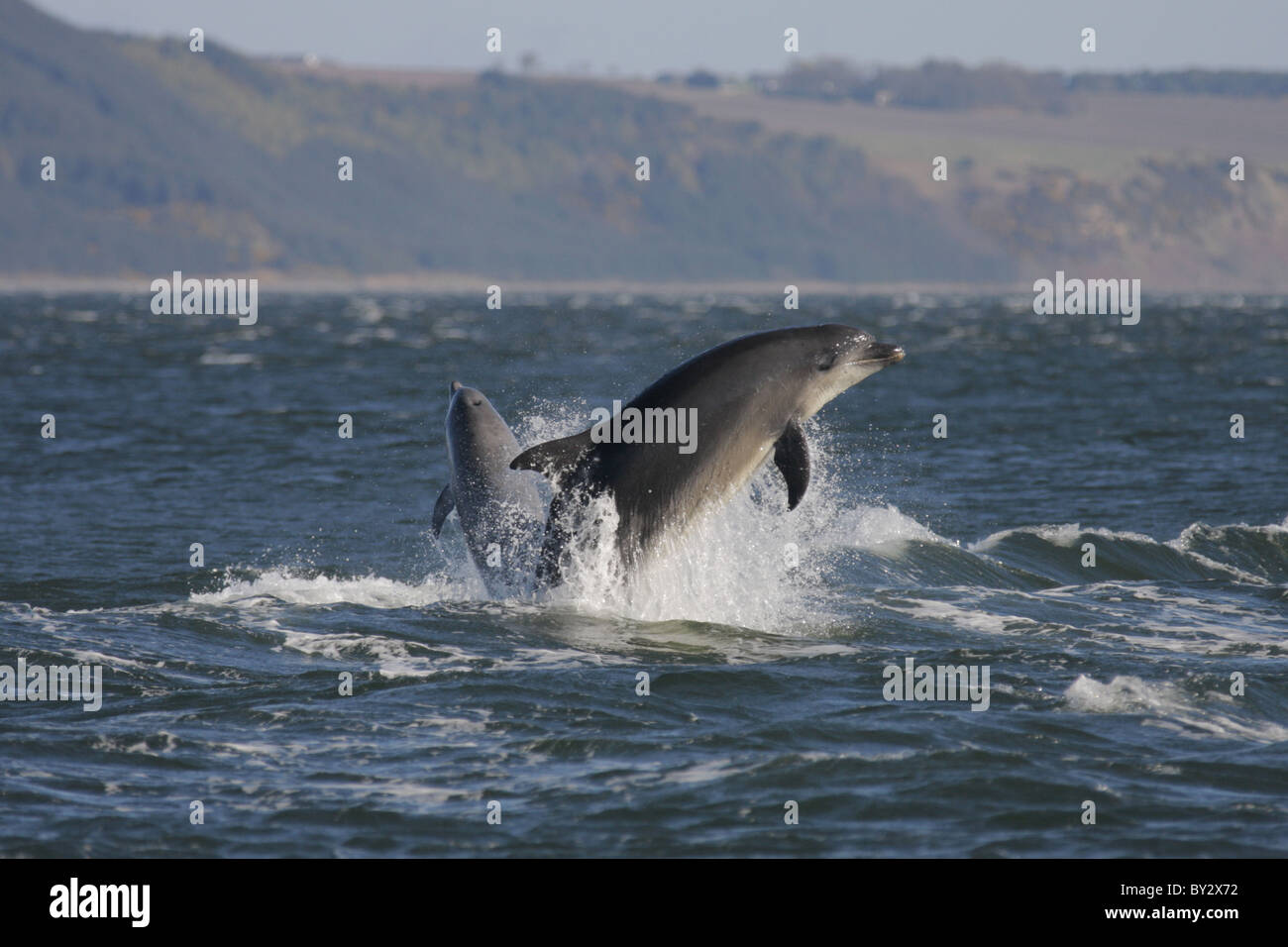 Adult and juvenile bottlenose dolphin (Tursiops truncatus) leaping in the Moray Firth, Scotland, UK Stock Photo