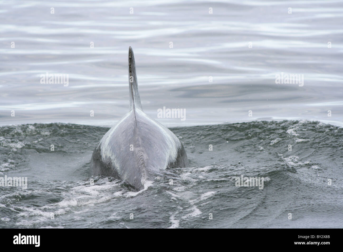 Dorsal fin of a Bottlenose dolphin (tursiops truncatus), Moray Firth, Scotland, UK Stock Photo