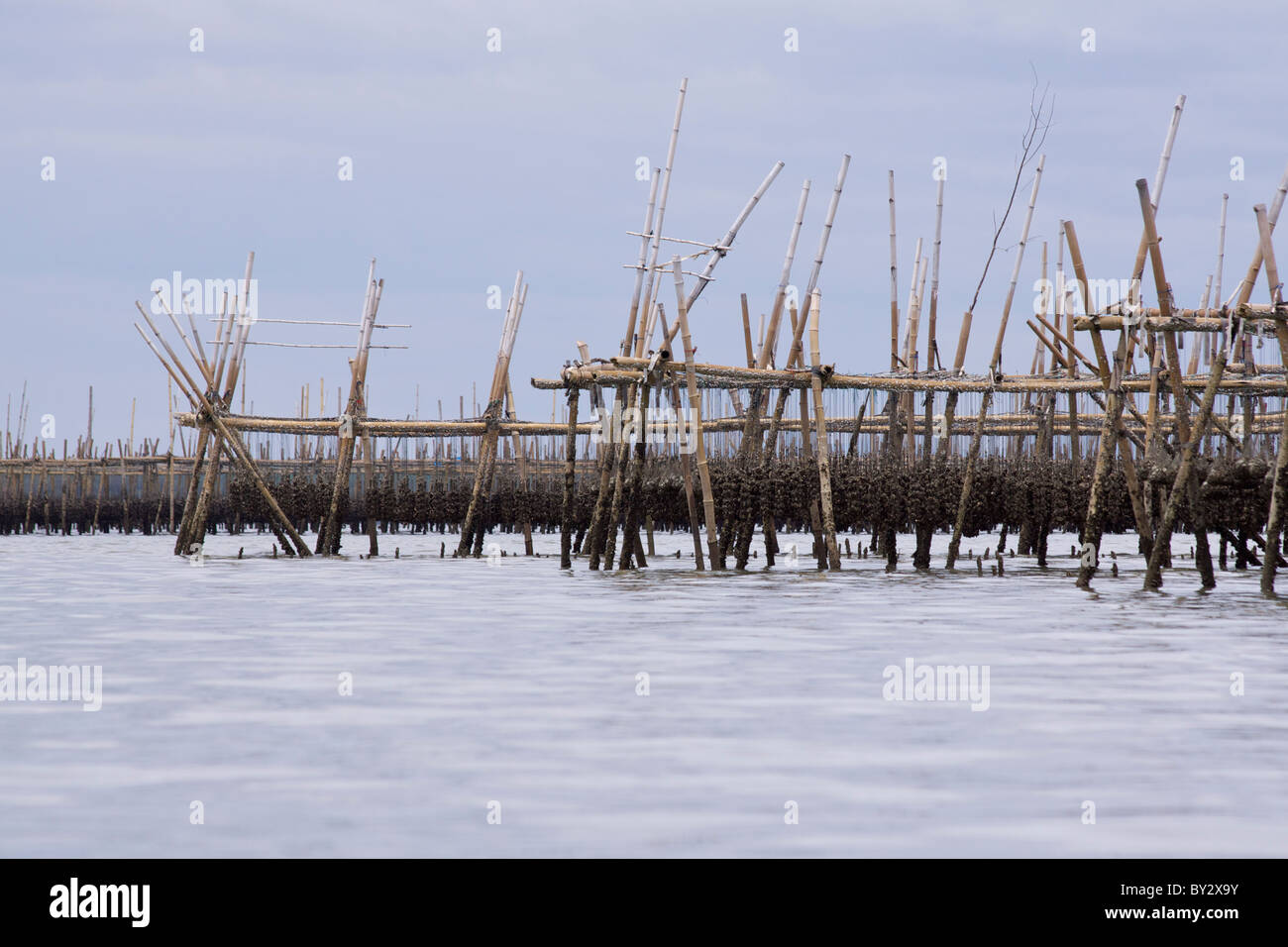 Green mussel and oyster beds made from bamboo poles, owned and tended by fishermen, in the shallow tidal waters near Klong Khon Stock Photo