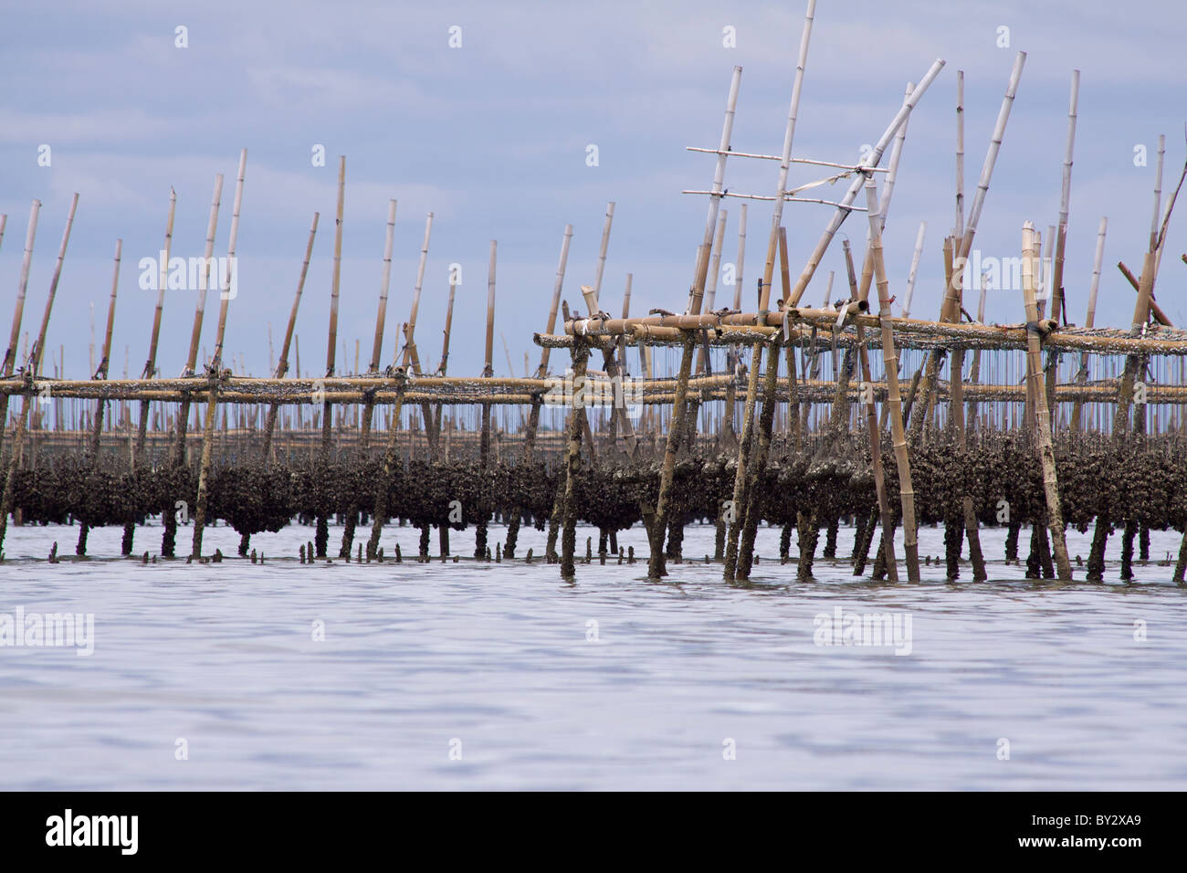 Green mussel and oyster beds made from bamboo poles, owned and tended by fishermen, in the shallow tidal waters near Klong Khon Stock Photo