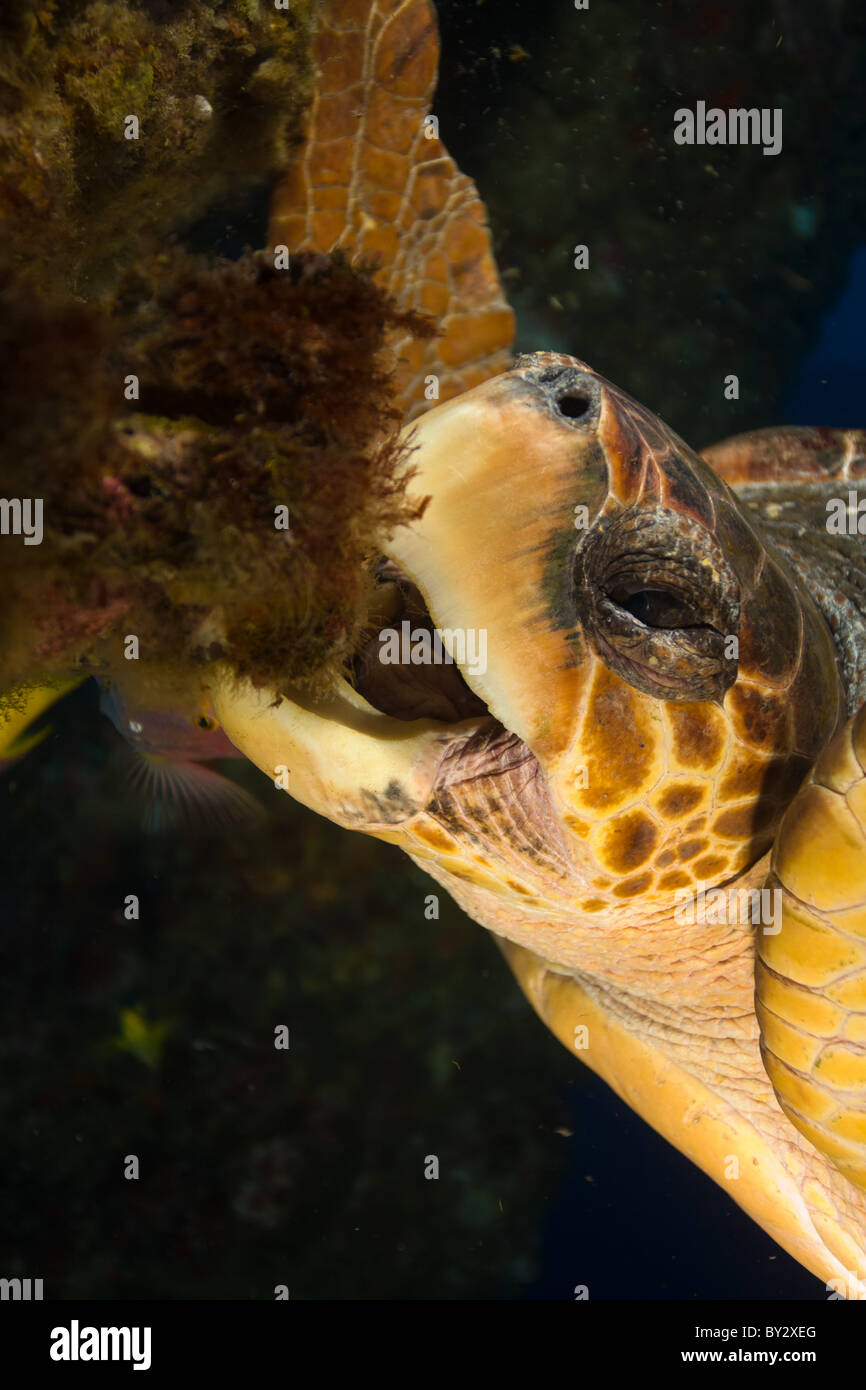 Loggerhead Turtle Eating Sponge Stock Photo