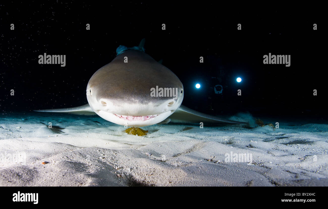 Lemon Shark at Night with Video Lights Stock Photo