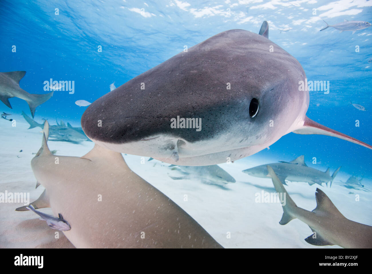 Tiger Shark and Lemons Sharks Stock Photo Alamy