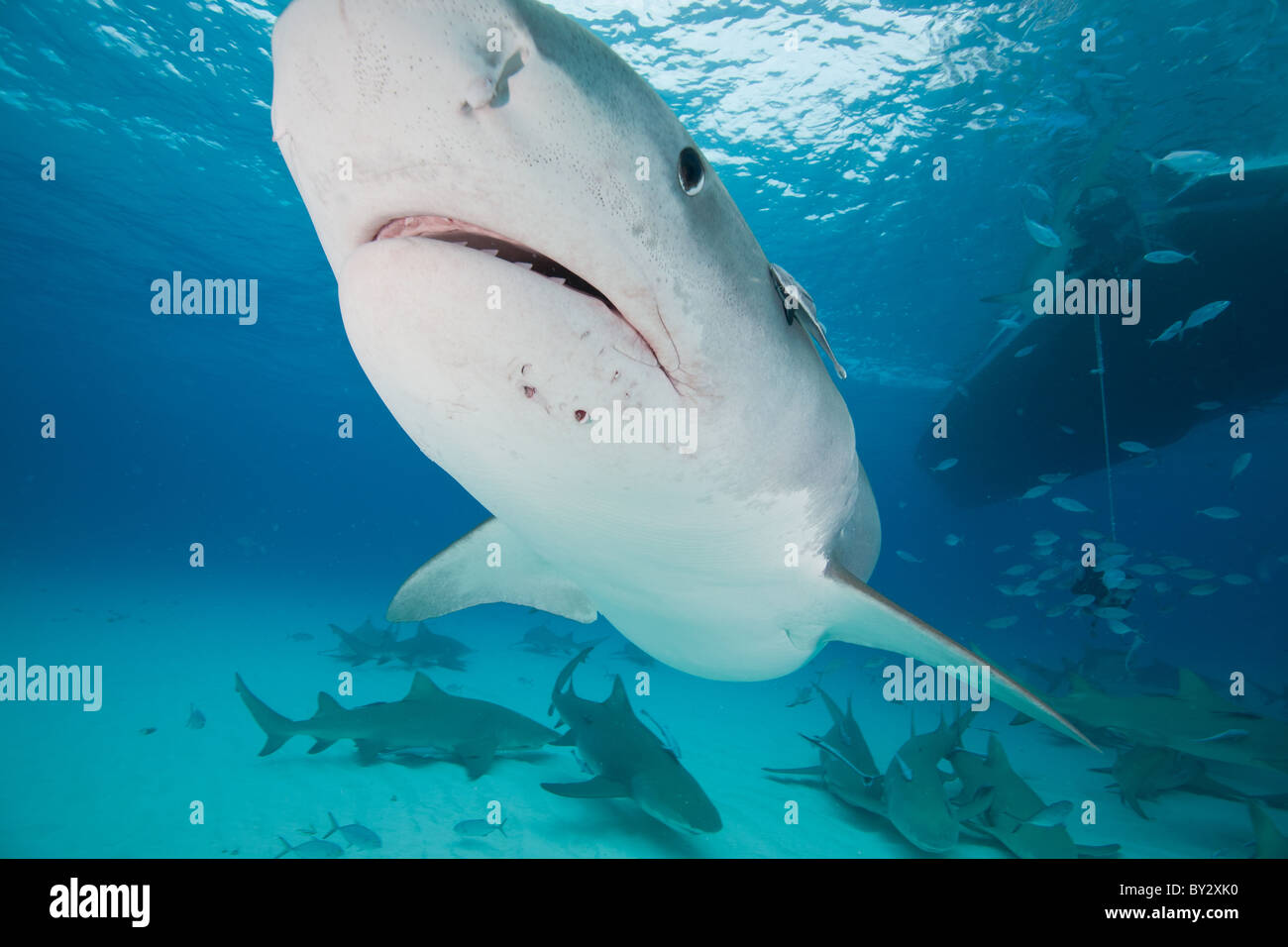 Tiger Shark and Lemons Sharks Stock Photo
