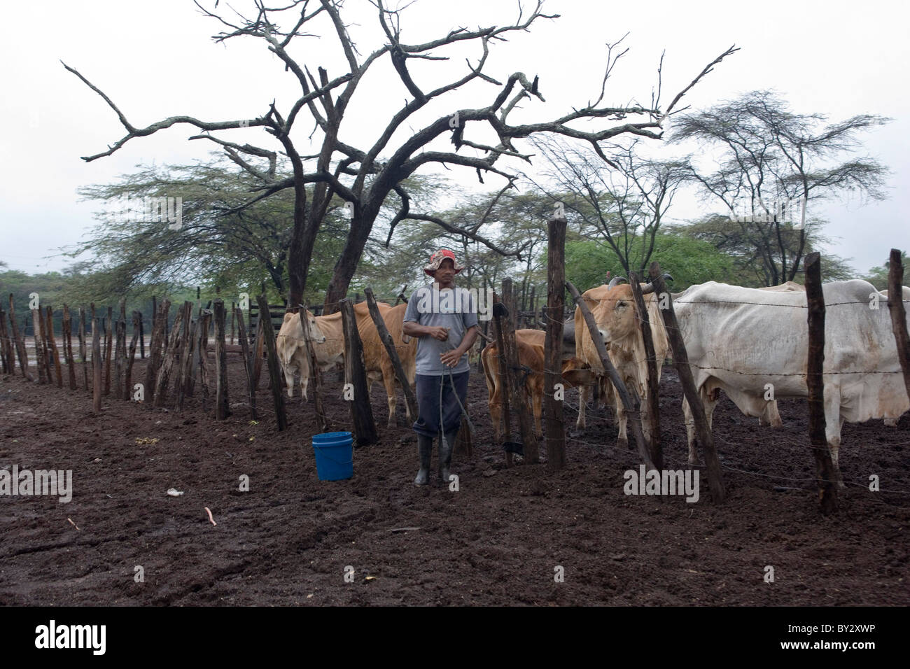 Colombia Farmer with his cattle near the village of Chancleta - which is near the worlds largest open cast coal mine of Cerrejon Stock Photo