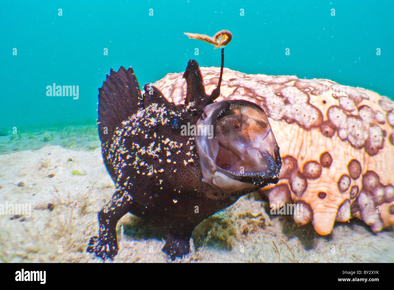 Black Frogfish Yawning with Sea Cucumber Stock Photo