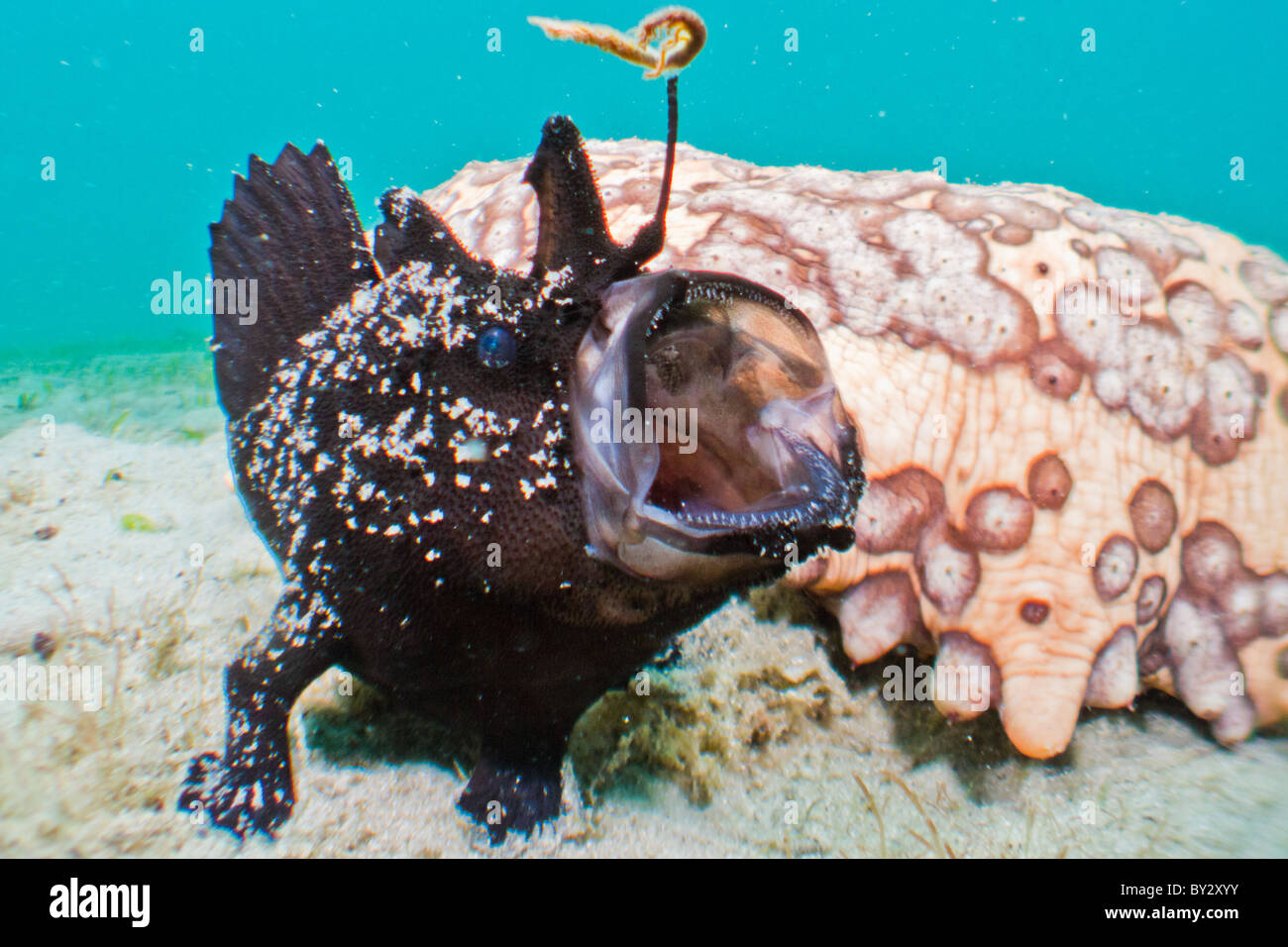 Black Frogfish Yawning with Sea Cucumber Stock Photo