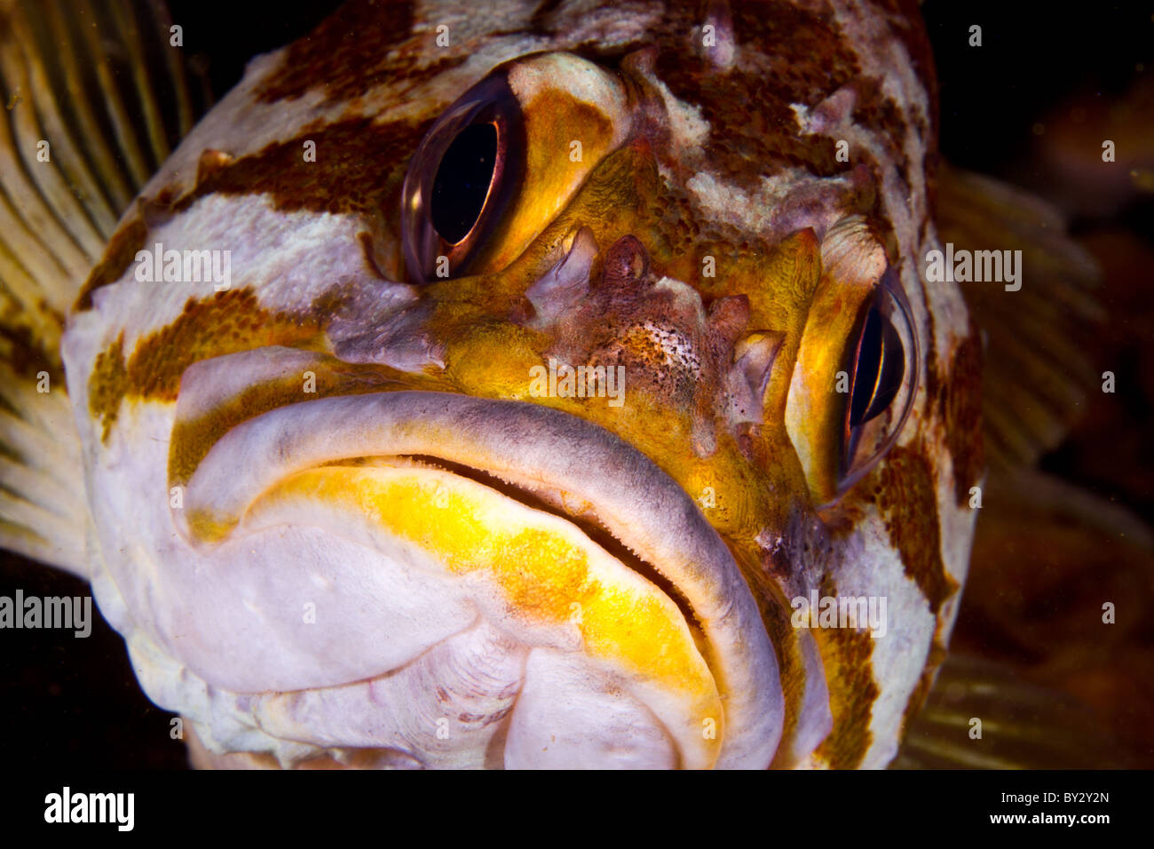 California Rockfish Stock Photo