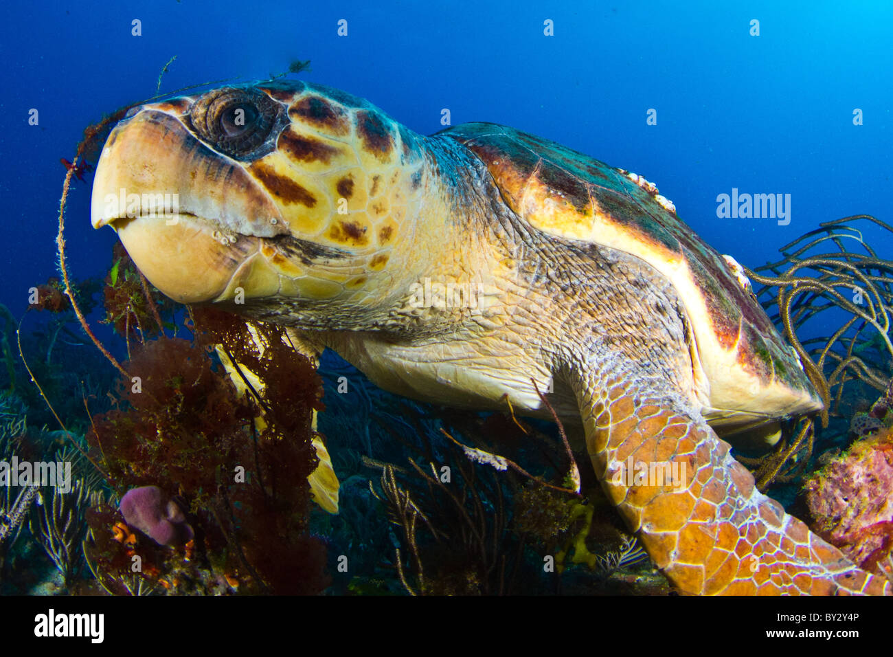 Loggerhead Turtle Closeup Stock Photo
