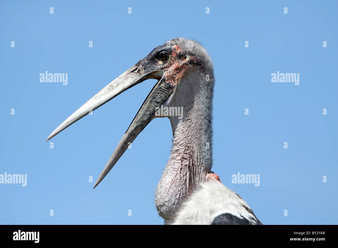 Marabou Stork, Leptoptilos crumeniferus, agape on nest at Camp Okavango Stock Photo