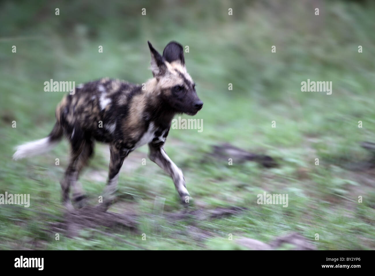 African Hunting Dog, Lycaon pictus Stock Photo