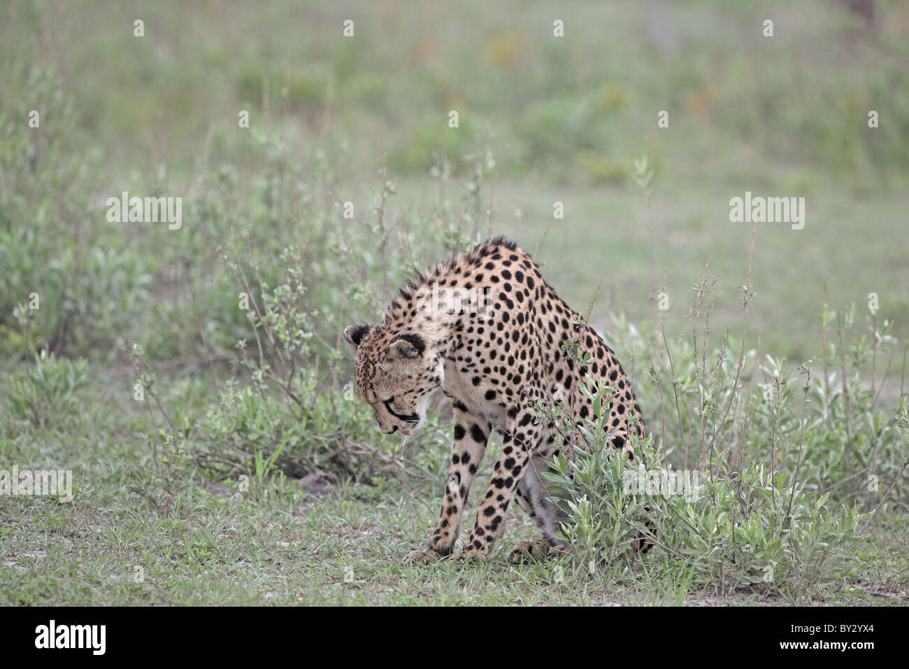 Cheetah, Acionyx jubatus, being sick near Lagoon Camp, Okavango Stock Photo