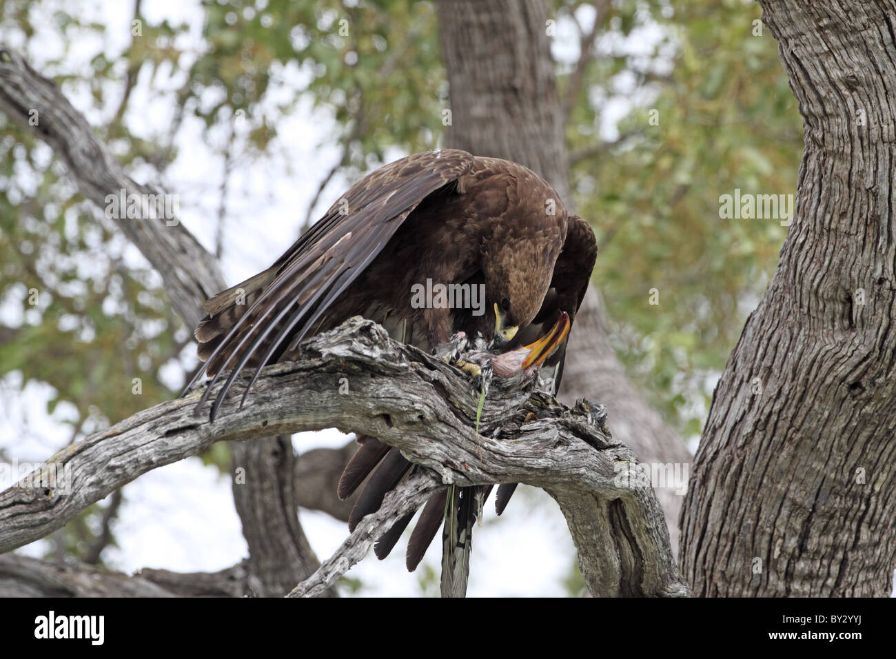 Wahlberg's Eagle, Aquila wahlbergi, eating Southern Yellow Hornbill, Tockus flavirostris at lagoon Camp, Okavango Stock Photo