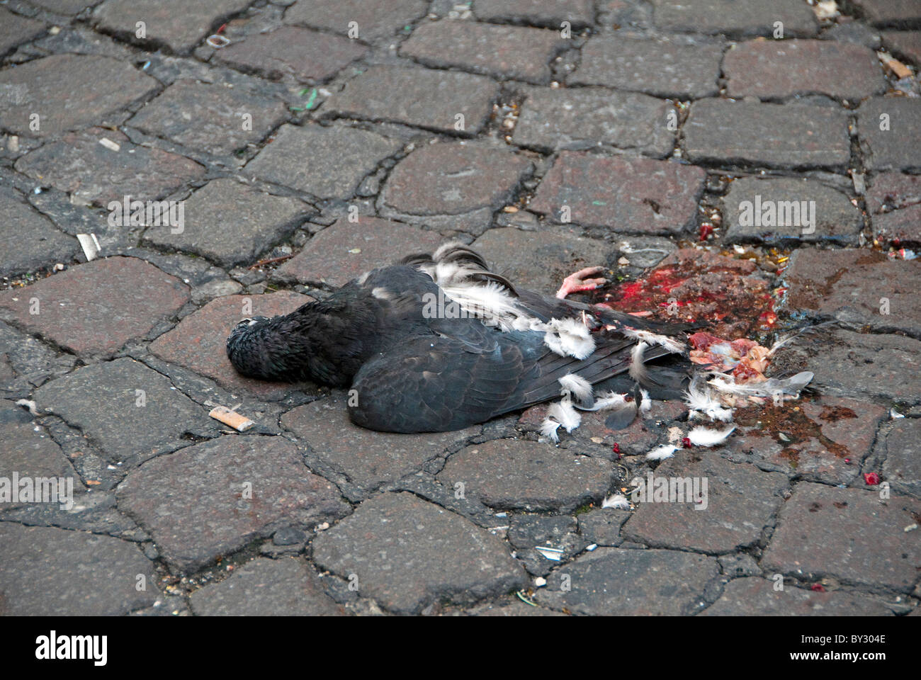 Dead Pigeon on the cobblestones in Naples Italy Stock Photo