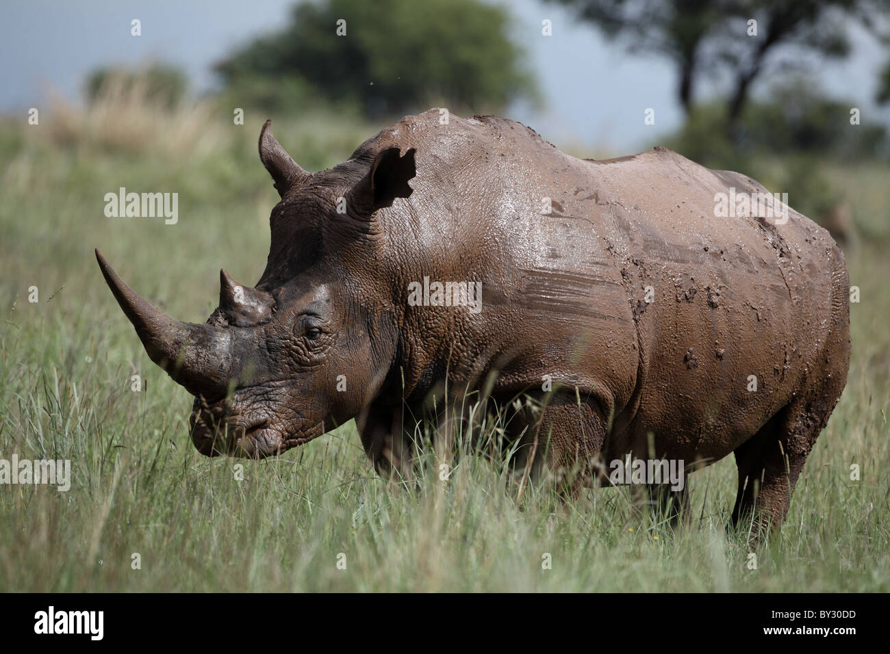 Southern white rhinoceros ceratotherium simum hi-res stock photography ...