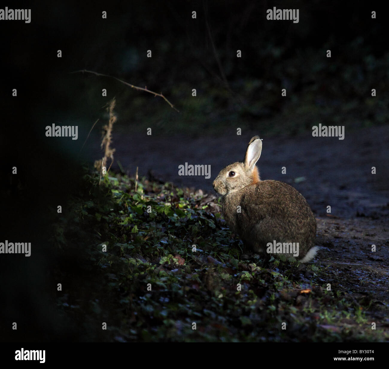 Wild rabbit. Stock Photo