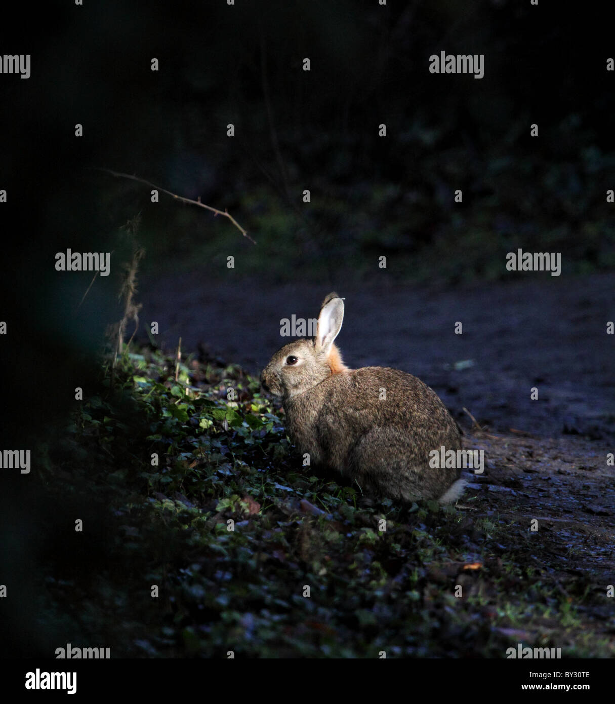 Wild rabbit. Stock Photo