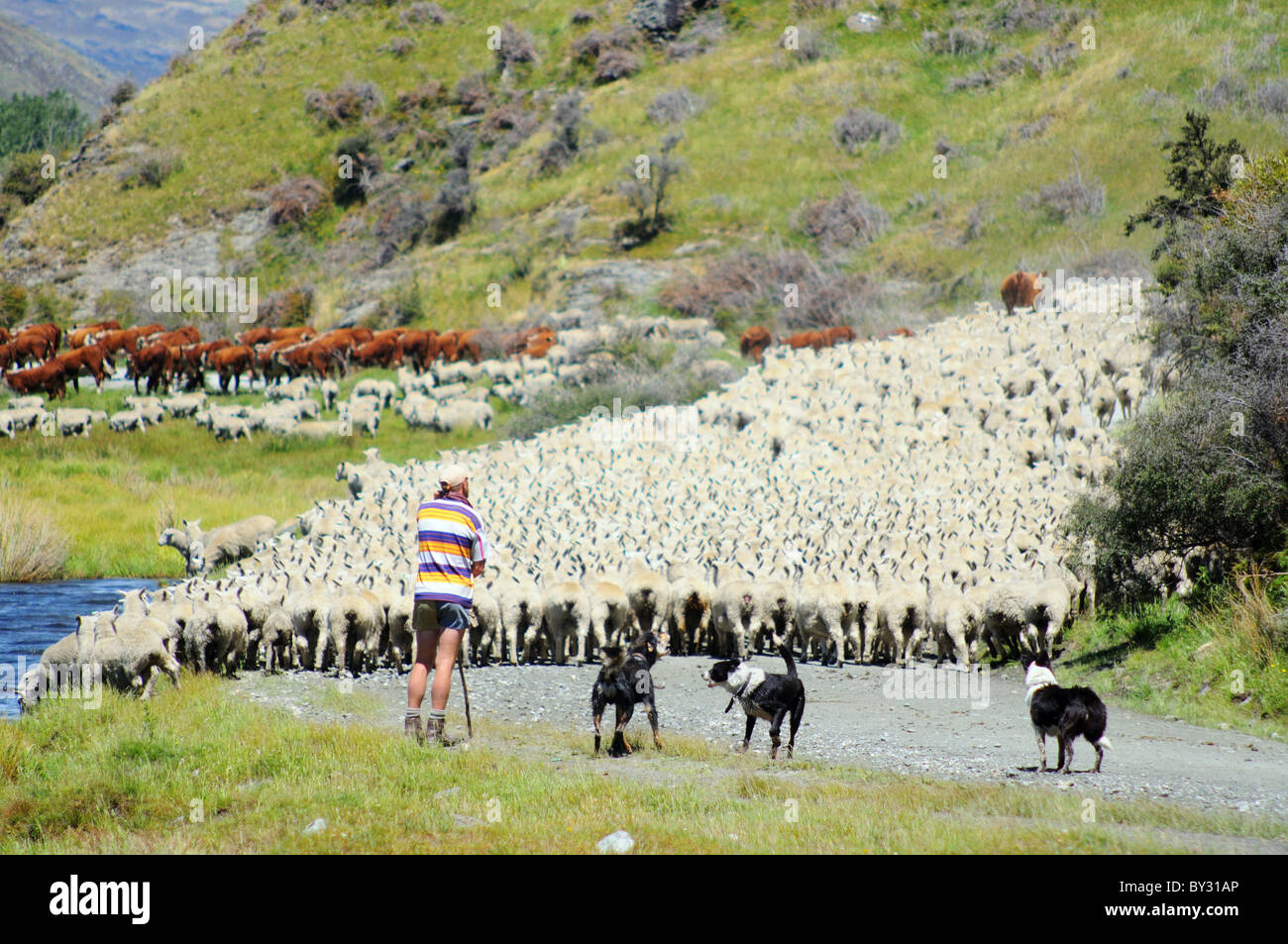 A shepherd and flock of sheep in new Zealand Stock Photo