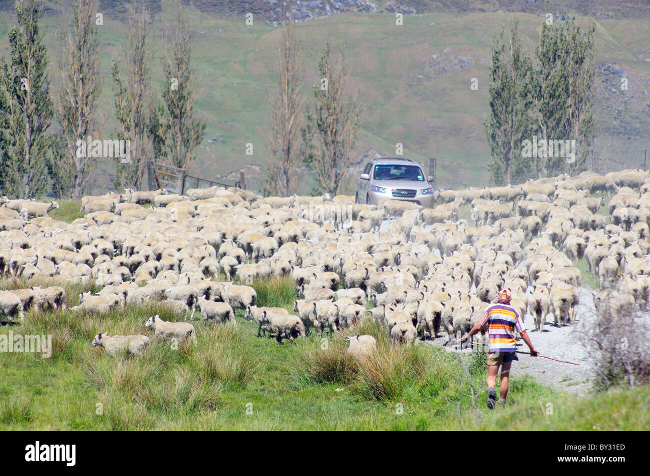 A shepherd and flock of sheep in new Zealand Stock Photo