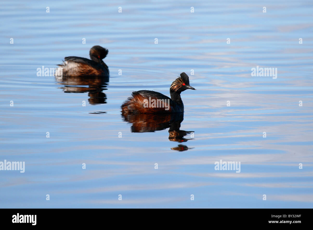 A pair of Eared Grebes on a lake. Stock Photo