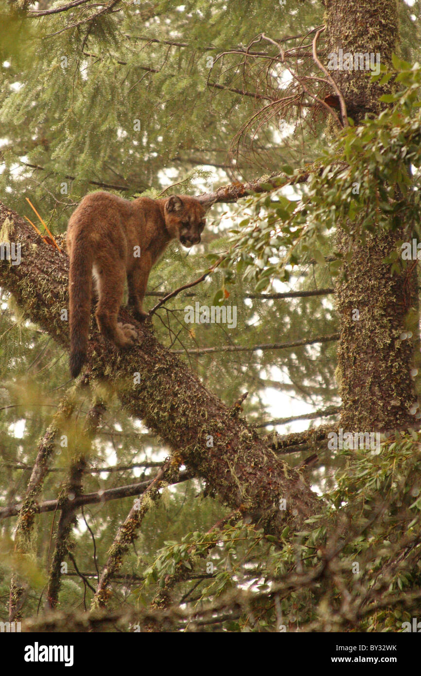 A Mountain Lion kitten looking out from atop a log in California. Stock Photo