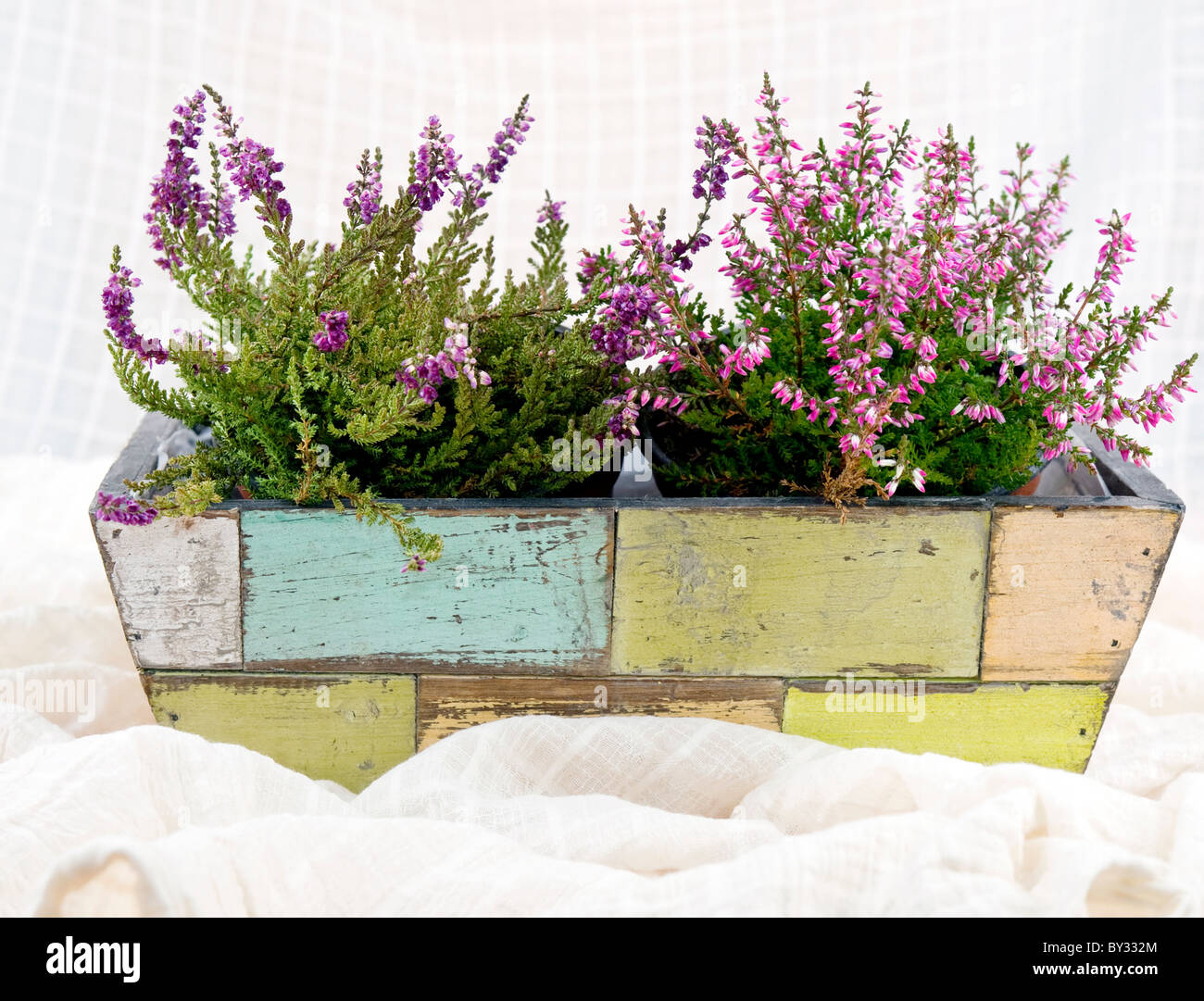 A beautiful pink heathers in old-fashioned flower-pot Stock Photo