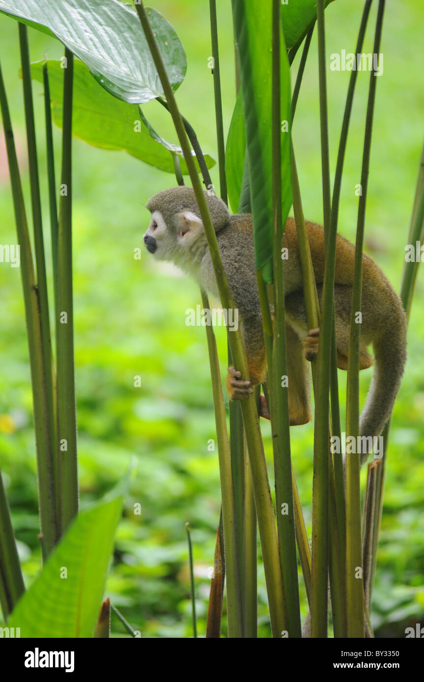 Squirrel Monkey in amazon rainforest Stock Photo