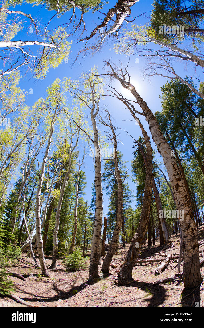 Aspen and pine forest Stock Photo